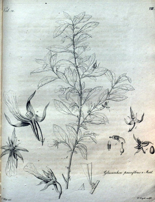 Beitrag zur Flora Brasiliens /.Bonnae (Bonn) :s.n.,1823-1824. | 1823-24 Brazil "Copper engraving" "Graphic media :" Plants Uncolored  | Vintage Print Reproduction 460247