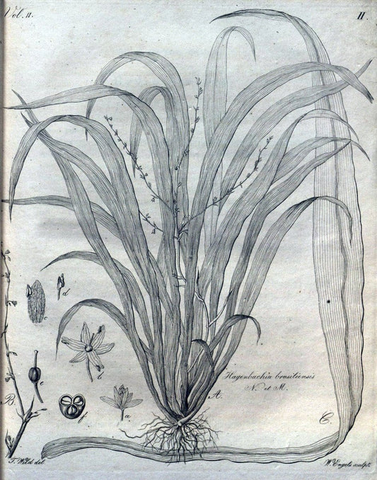Beitrag zur Flora Brasiliens /.Bonnae (Bonn) :s.n.,1823-1824. | 1823-24 Brazil "Copper engraving" "Graphic media :" Plants Uncolored  | Vintage Print Reproduction 460248