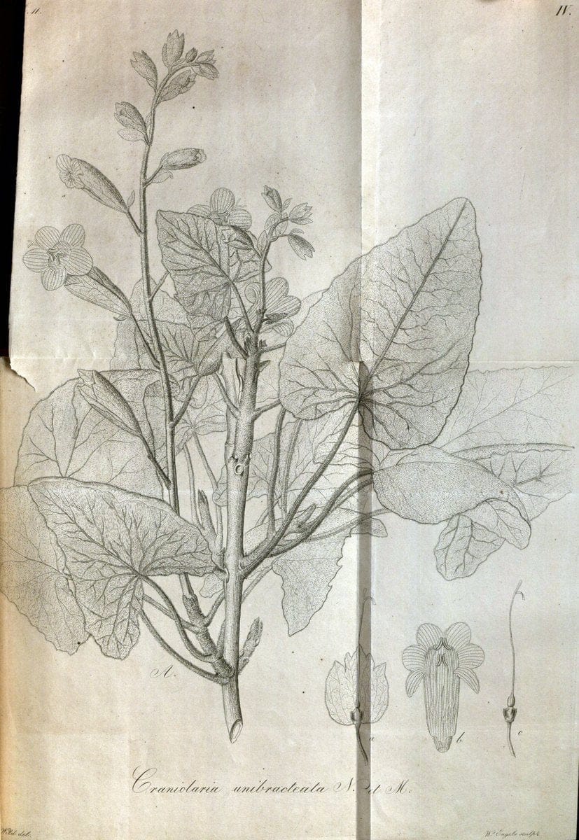 Beitrag zur Flora Brasiliens /.Bonnae (Bonn) :s.n.,1823-1824. | 1823-24 Brazil "Copper engraving" "Graphic media :" Plants Uncolored  | Vintage Print Reproduction 460250