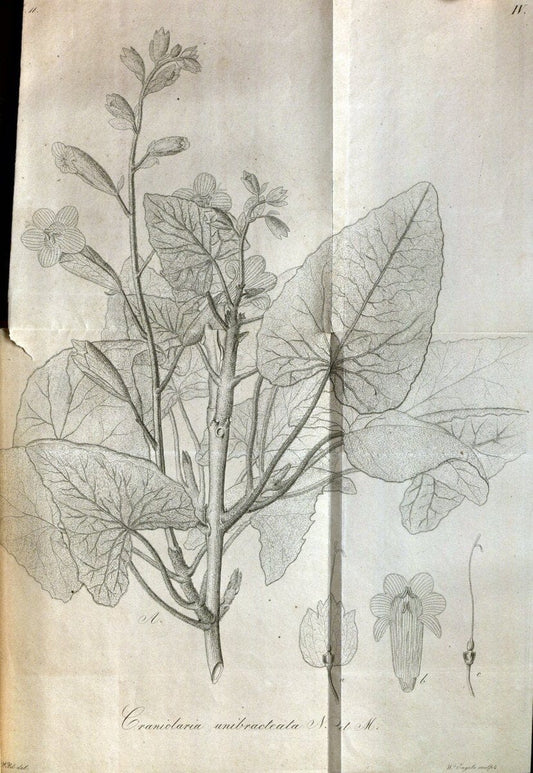 Beitrag zur Flora Brasiliens /.Bonnae (Bonn) :s.n.,1823-1824. | 1823-24 Brazil "Copper engraving" "Graphic media :" Plants Uncolored  | Vintage Print Reproduction 460250