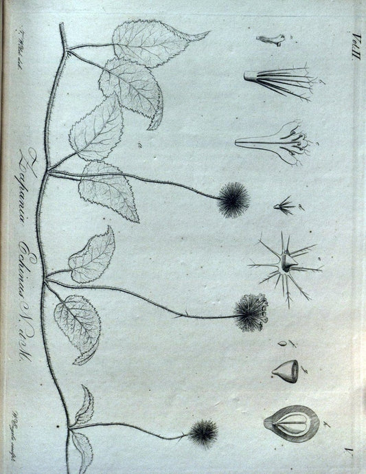 Beitrag zur Flora Brasiliens /.Bonnae (Bonn) :s.n.,1823-1824. | 1823-24 Brazil "Copper engraving" "Graphic media :" Plants Uncolored  | Vintage Print Reproduction 460251