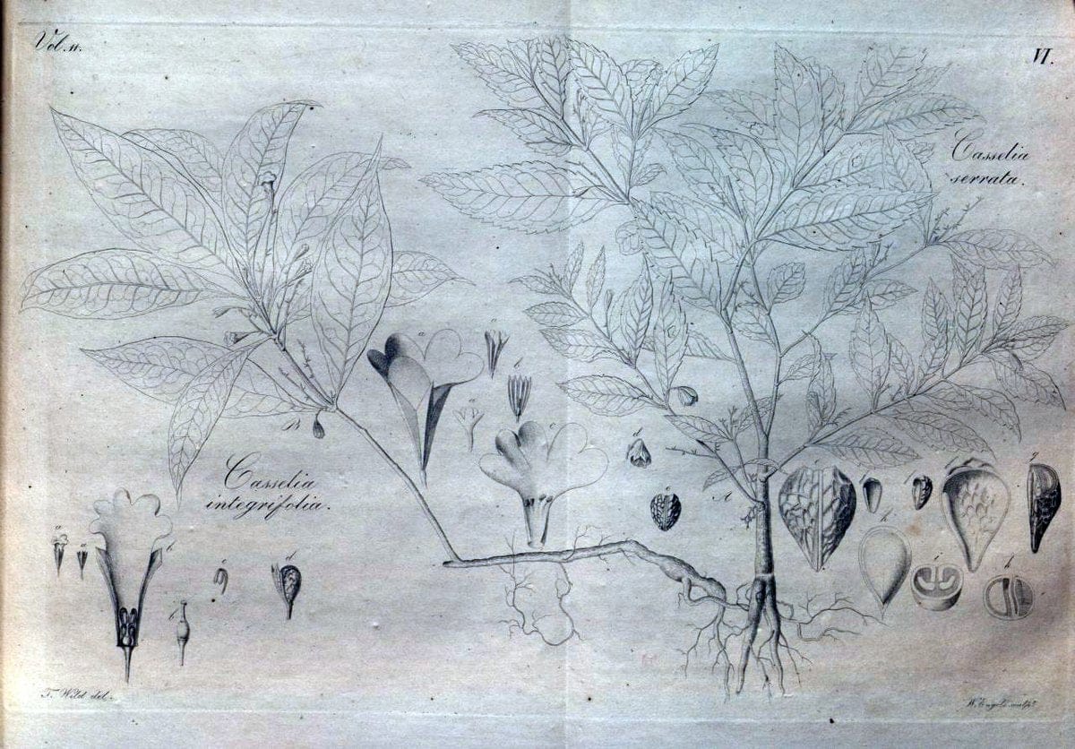 Beitrag zur Flora Brasiliens /.Bonnae (Bonn) :s.n.,1823-1824. | 1823-24 Brazil "Copper engraving" "Graphic media :" Plants Uncolored  | Vintage Print Reproduction 460252