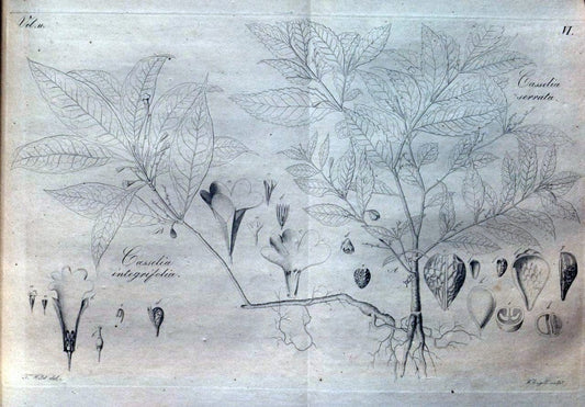 Beitrag zur Flora Brasiliens /.Bonnae (Bonn) :s.n.,1823-1824. | 1823-24 Brazil "Copper engraving" "Graphic media :" Plants Uncolored  | Vintage Print Reproduction 460252