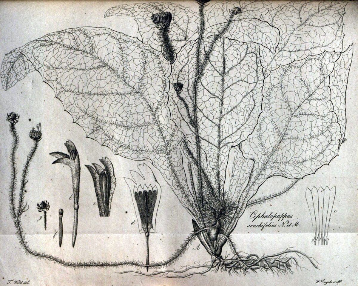 Beitrag zur Flora Brasiliens /.Bonnae (Bonn) :s.n.,1823-1824. | 1823-24 Brazil "Copper engraving" "Graphic media :" Plants Uncolored  | Vintage Print Reproduction 460253