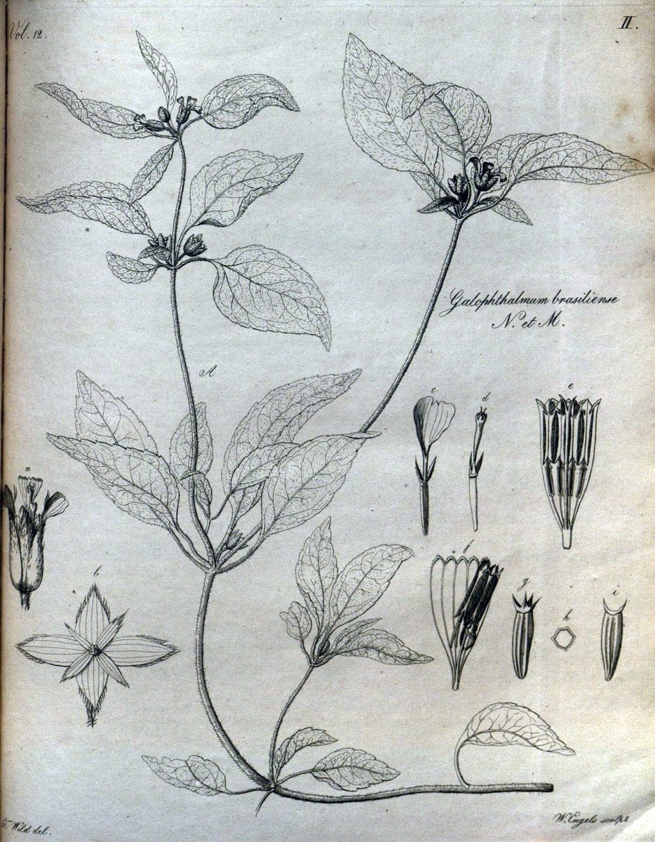 Beitrag zur Flora Brasiliens /.Bonnae (Bonn) :s.n.,1823-1824. | 1823-24 Brazil "Copper engraving" "Graphic media :" Plants Uncolored  | Vintage Print Reproduction 460254