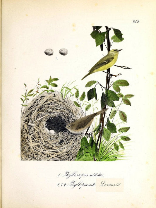 Beitrag zur Kenntniss der ornithologischen Fauna an der Nordseite der Kaukasus /.Moskau :E. Liessner & J. Romahn,1887.  | Birds Caucasus  | Vintage Print Reproduction 460255
