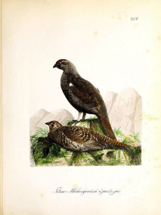 Beitrag zur Kenntniss der ornithologischen Fauna an der Nordseite der Kaukasus /.Moskau :E. Liessner & J. Romahn,1887.  | Birds Caucasus  | Vintage Print Reproduction 460256