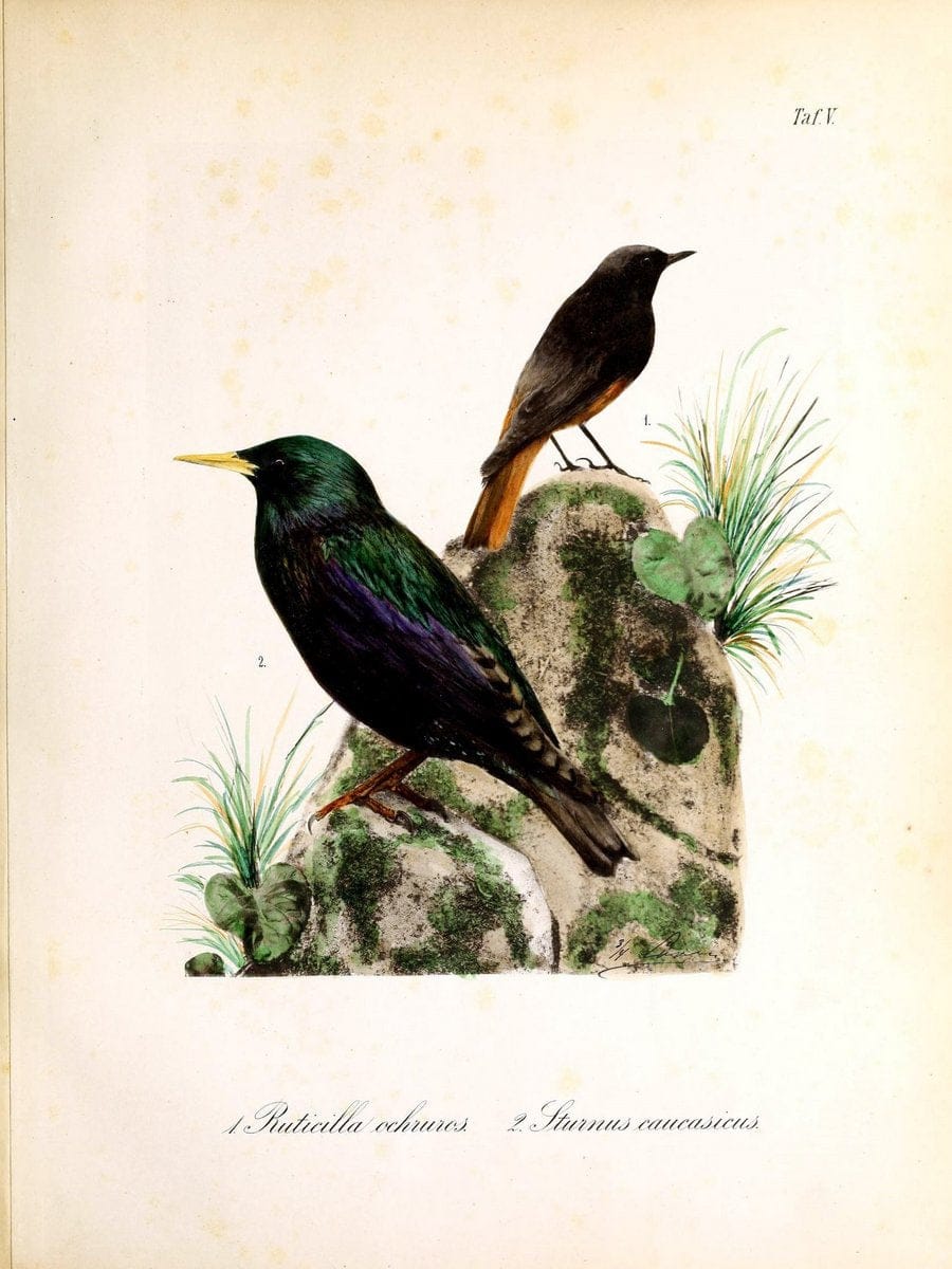 Beitrag zur Kenntniss der ornithologischen Fauna an der Nordseite der Kaukasus /.Moskau :E. Liessner & J. Romahn,1887.  | Birds Caucasus  | Vintage Print Reproduction 460257