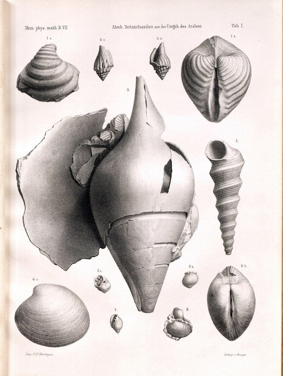 BeitraÌˆge zur PalaÌˆontologie des Asiatischen Russlands /.St. Petersburg :Buchdruckerei der Kaiserlichen Akademie der Wissenschaften,1858.. |  | Vintage Print Reproduction 460258