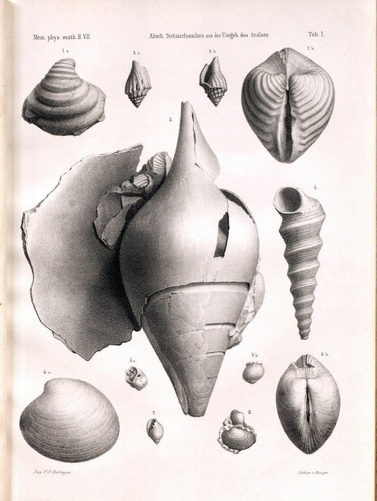 BeitraÌˆge zur PalaÌˆontologie des Asiatischen Russlands /.St. Petersburg :Buchdruckerei der Kaiserlichen Akademie der Wissenschaften,1858.. |  | Vintage Print Reproduction 460258