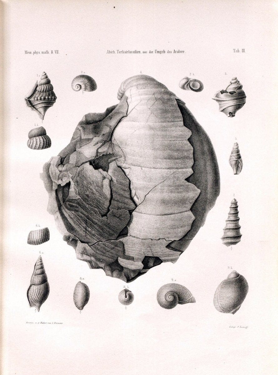 BeitraÌˆge zur PalaÌˆontologie des Asiatischen Russlands /.St. Petersburg :Buchdruckerei der Kaiserlichen Akademie der Wissenschaften,1858.. |  | Vintage Print Reproduction 460260