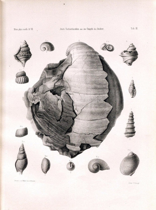 BeitraÌˆge zur PalaÌˆontologie des Asiatischen Russlands /.St. Petersburg :Buchdruckerei der Kaiserlichen Akademie der Wissenschaften,1858.. |  | Vintage Print Reproduction 460260