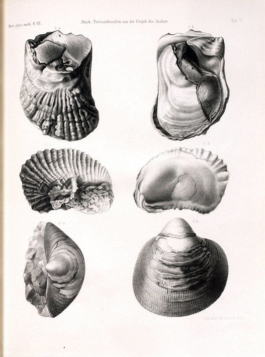 BeitraÌˆge zur PalaÌˆontologie des Asiatischen Russlands /.St. Petersburg :Buchdruckerei der Kaiserlichen Akademie der Wissenschaften,1858.. |  | Vintage Print Reproduction 460262