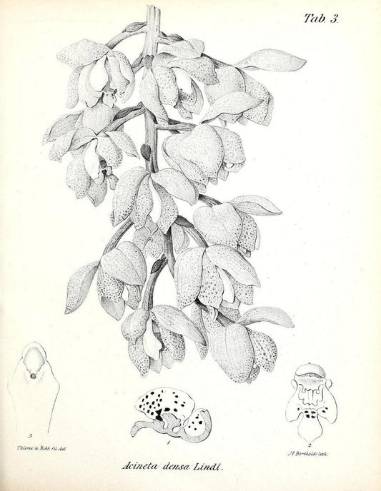 BeitrÃ¤ge zu einer Orchideenkunde Central-Amerika's /.Hamburg :Druck von T.G. Meissner,1866.  | Botany "Central America" Orchids "Field Museum Library" | Vintage Print Reproduction 460276