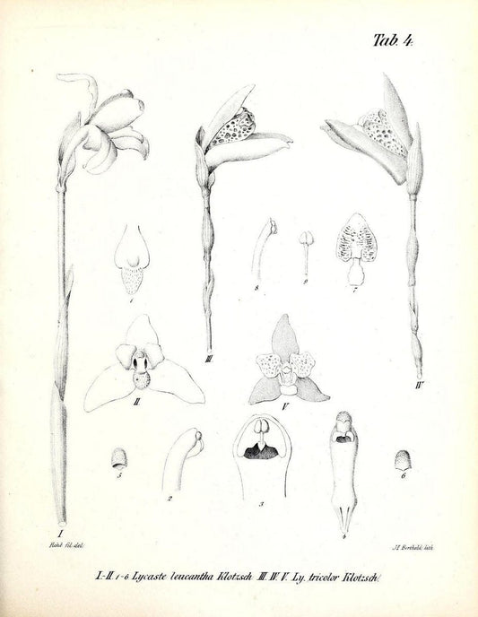 BeitrÃ¤ge zu einer Orchideenkunde Central-Amerika's /.Hamburg :Druck von T.G. Meissner,1866.  | Botany "Central America" Orchids "Field Museum Library" | Vintage Print Reproduction 460277