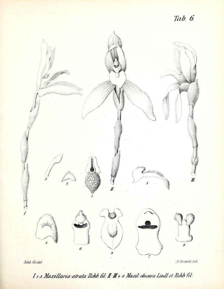 BeitrÃ¤ge zu einer Orchideenkunde Central-Amerika's /.Hamburg :Druck von T.G. Meissner,1866.  | Botany "Central America" Orchids "Field Museum Library" | Vintage Print Reproduction 460279