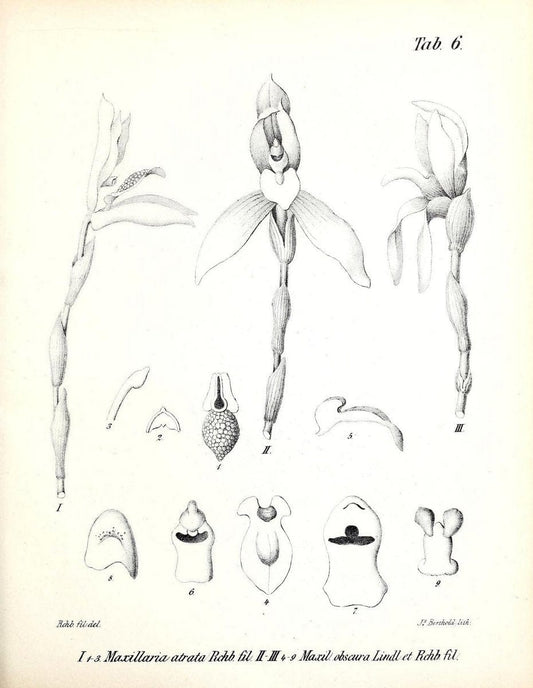 BeitrÃ¤ge zu einer Orchideenkunde Central-Amerika's /.Hamburg :Druck von T.G. Meissner,1866.  | Botany "Central America" Orchids "Field Museum Library" | Vintage Print Reproduction 460279
