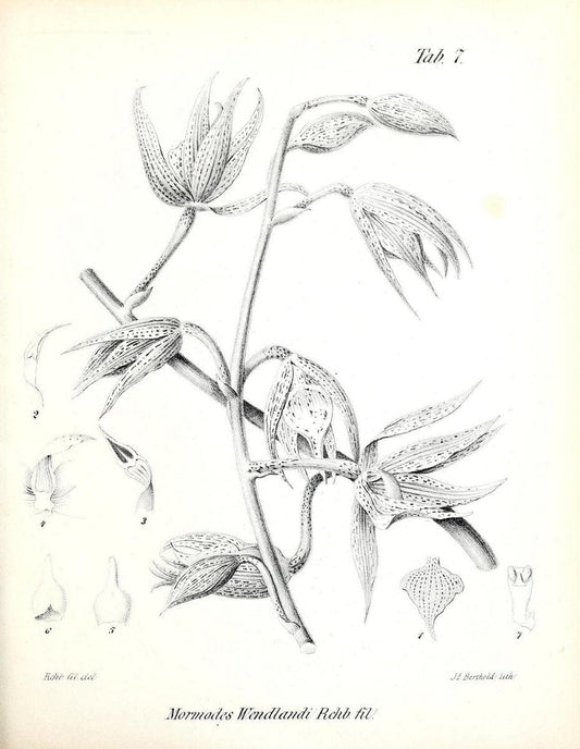 BeitrÃ¤ge zu einer Orchideenkunde Central-Amerika's /.Hamburg :Druck von T.G. Meissner,1866.  | Botany "Central America" Orchids "Field Museum Library" | Vintage Print Reproduction 460280