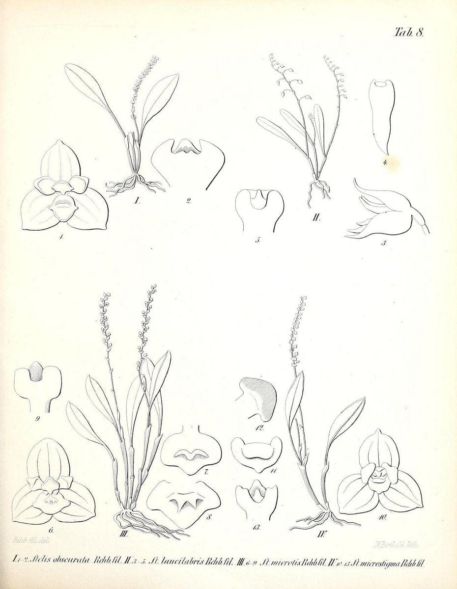 BeitrÃ¤ge zu einer Orchideenkunde Central-Amerika's /.Hamburg :Druck von T.G. Meissner,1866.  | Botany "Central America" Orchids "Field Museum Library" | Vintage Print Reproduction 460281