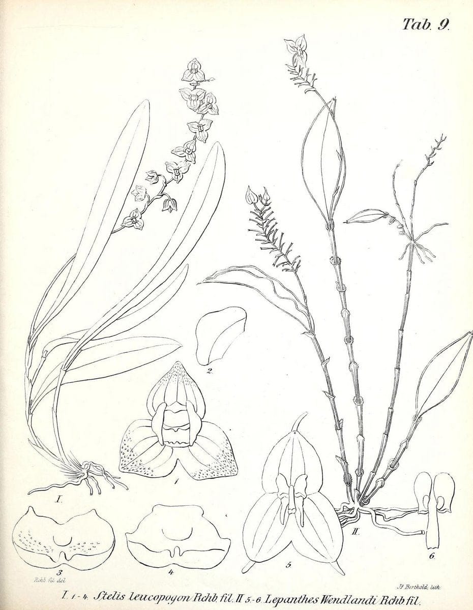BeitrÃ¤ge zu einer Orchideenkunde Central-Amerika's /.Hamburg :Druck von T.G. Meissner,1866.  | Botany "Central America" Orchids "Field Museum Library" | Vintage Print Reproduction 460282