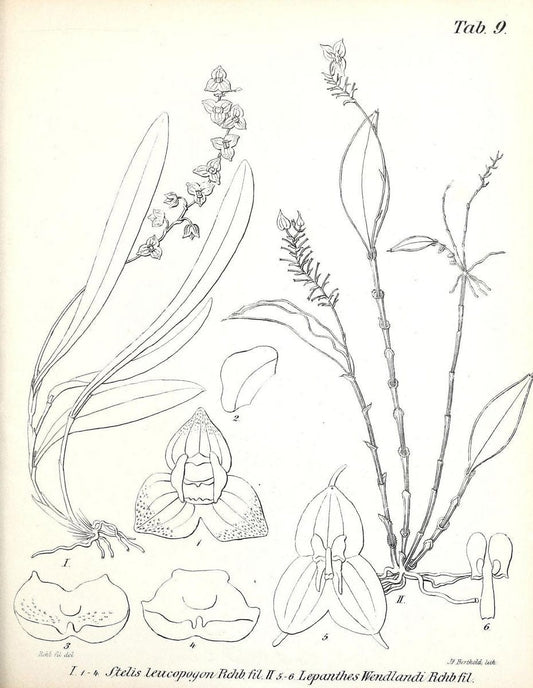 BeitrÃ¤ge zu einer Orchideenkunde Central-Amerika's /.Hamburg :Druck von T.G. Meissner,1866.  | Botany "Central America" Orchids "Field Museum Library" | Vintage Print Reproduction 460282