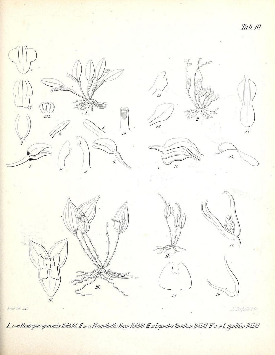 BeitrÃ¤ge zu einer Orchideenkunde Central-Amerika's /.Hamburg :Druck von T.G. Meissner,1866.  | Botany "Central America" Orchids "Field Museum Library" | Vintage Print Reproduction 460283