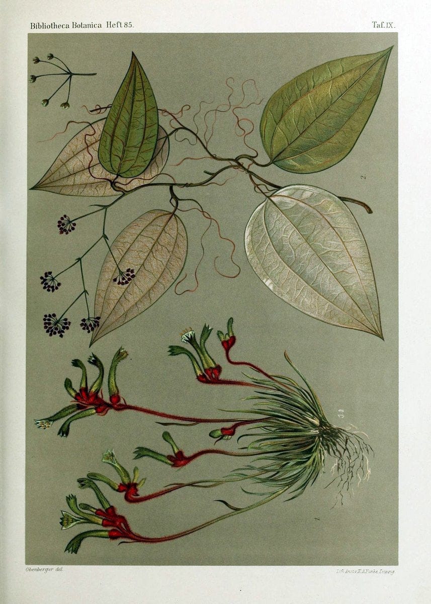 BeitrÃ¤ge zur Flora und Pflanzengeographie Australiens..Stuttgart,E. Schweizerbart,1915-. |  | Vintage Print Reproduction 460284