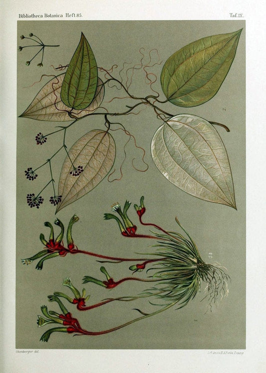 BeitrÃ¤ge zur Flora und Pflanzengeographie Australiens..Stuttgart,E. Schweizerbart,1915-. |  | Vintage Print Reproduction 460284