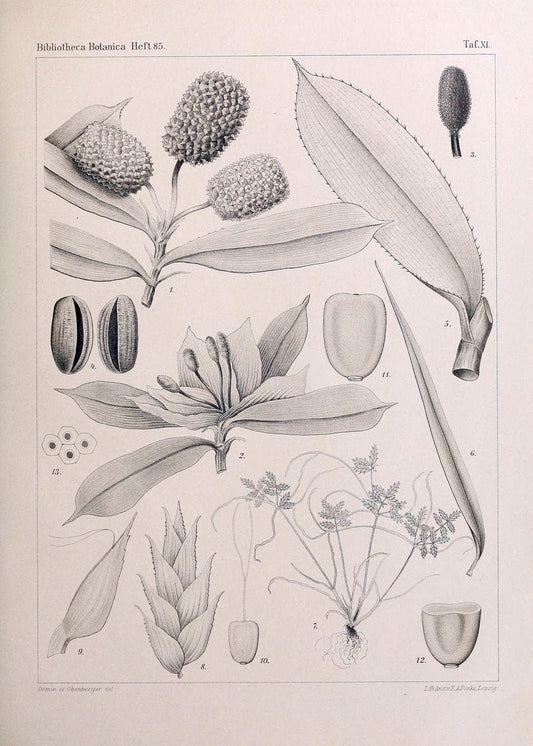 BeitrÃ¤ge zur Flora und Pflanzengeographie Australiens..Stuttgart,E. Schweizerbart,1915-. |  | Vintage Print Reproduction 460285