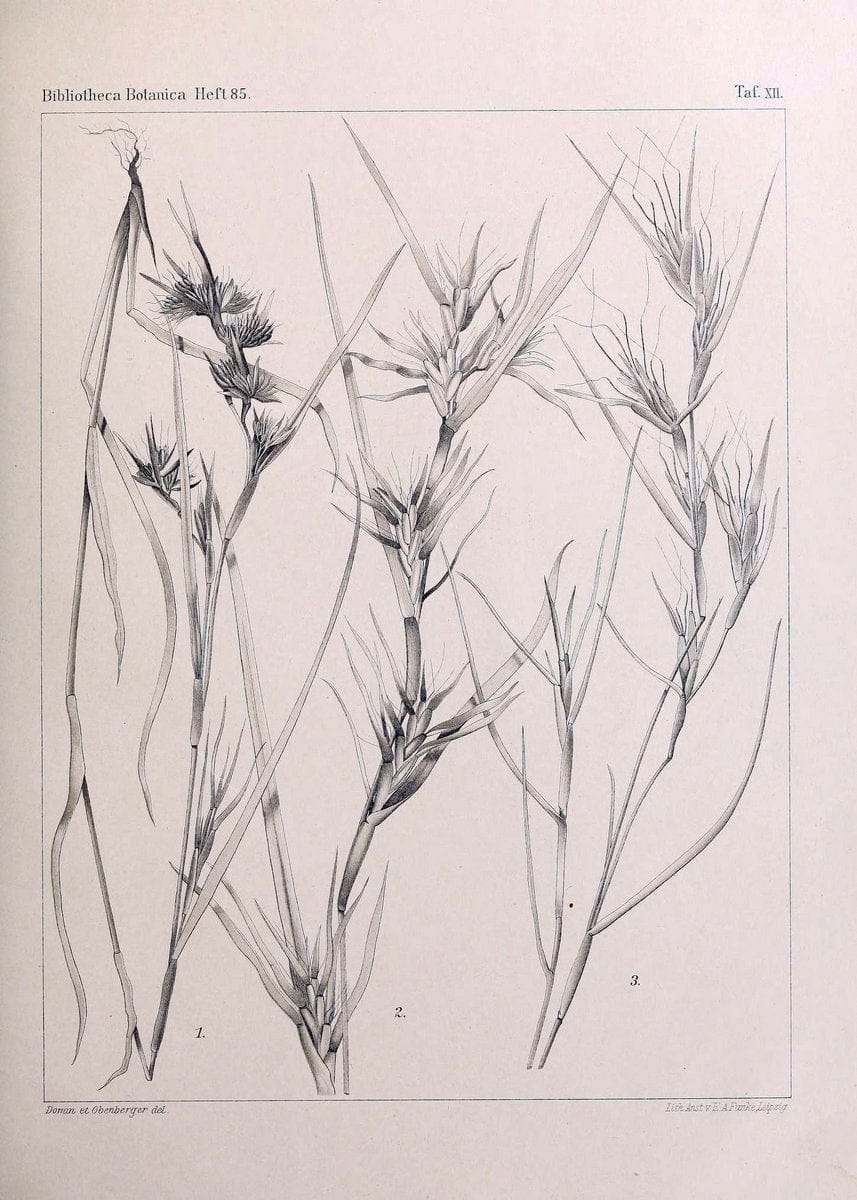 BeitrÃ¤ge zur Flora und Pflanzengeographie Australiens..Stuttgart,E. Schweizerbart,1915-. |  | Vintage Print Reproduction 460286