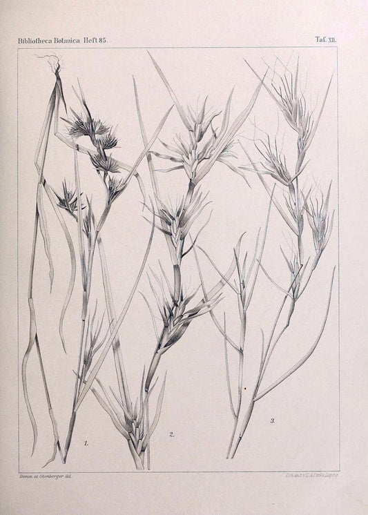 BeitrÃ¤ge zur Flora und Pflanzengeographie Australiens..Stuttgart,E. Schweizerbart,1915-. |  | Vintage Print Reproduction 460286