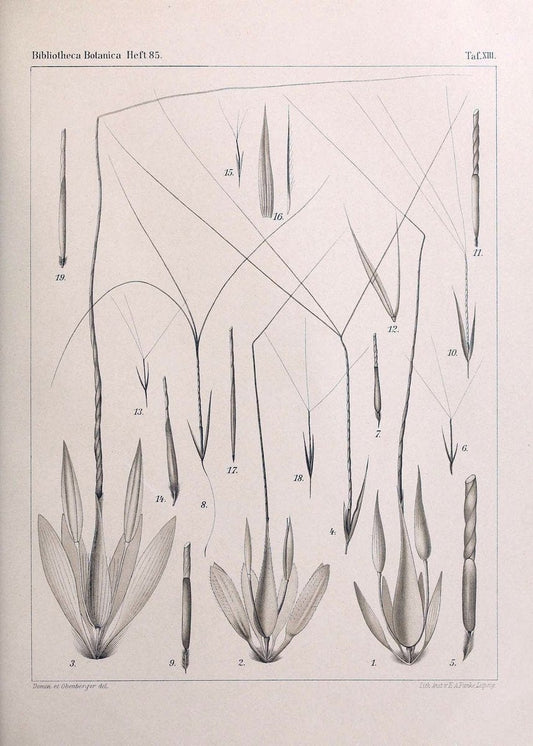 BeitrÃ¤ge zur Flora und Pflanzengeographie Australiens..Stuttgart,E. Schweizerbart,1915-. |  | Vintage Print Reproduction 460287