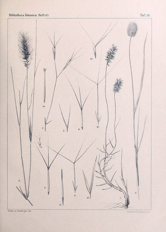 BeitrÃ¤ge zur Flora und Pflanzengeographie Australiens..Stuttgart,E. Schweizerbart,1915-. |  | Vintage Print Reproduction 460288