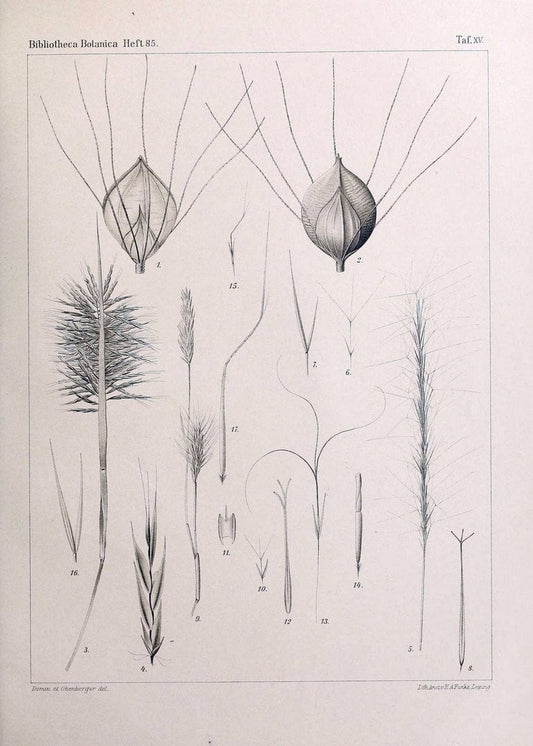 BeitrÃ¤ge zur Flora und Pflanzengeographie Australiens..Stuttgart,E. Schweizerbart,1915-. |  | Vintage Print Reproduction 460289