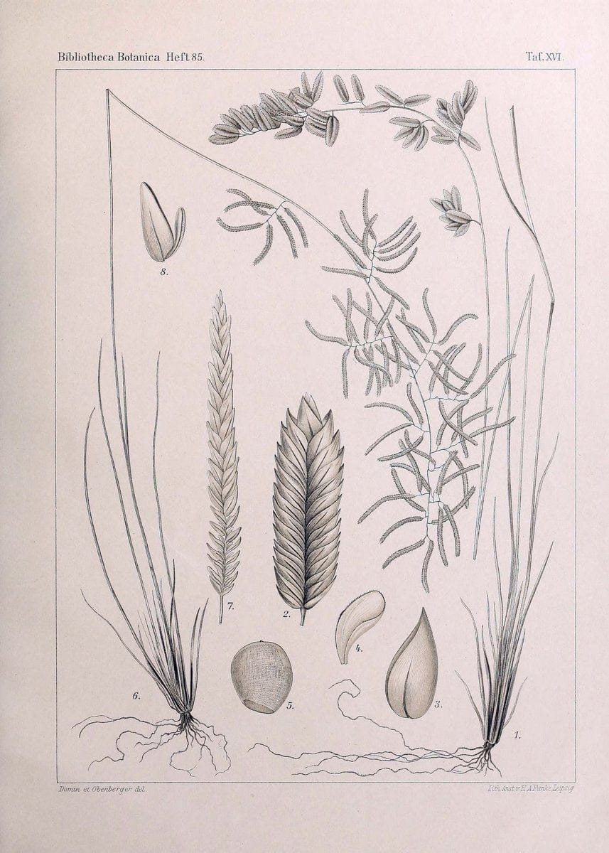 BeitrÃ¤ge zur Flora und Pflanzengeographie Australiens..Stuttgart,E. Schweizerbart,1915-. |  | Vintage Print Reproduction 460290