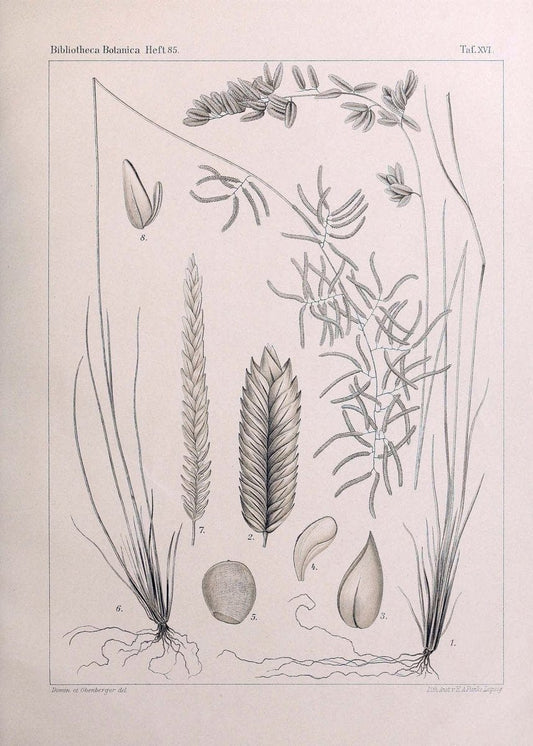BeitrÃ¤ge zur Flora und Pflanzengeographie Australiens..Stuttgart,E. Schweizerbart,1915-. |  | Vintage Print Reproduction 460290