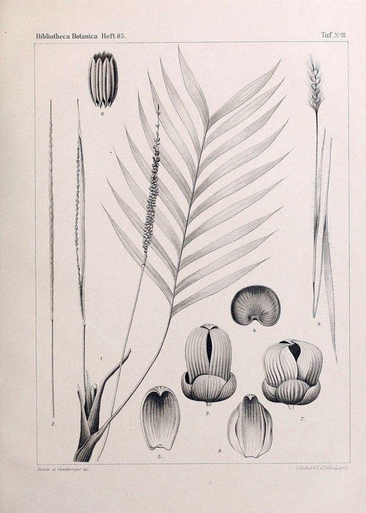 BeitrÃ¤ge zur Flora und Pflanzengeographie Australiens..Stuttgart,E. Schweizerbart,1915-. |  | Vintage Print Reproduction 460292