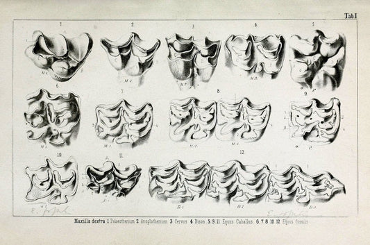 BeitrÃ¤ge zur Kenntniss der fossilen Pferde und zu einer vergleichenden Odontographie der Hufthiere im Allgemeinen.Basel :[s.n.],1863.. |  | Vintage Print Reproduction 460293