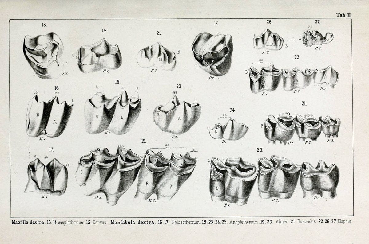 BeitrÃ¤ge zur Kenntniss der fossilen Pferde und zu einer vergleichenden Odontographie der Hufthiere im Allgemeinen.Basel :[s.n.],1863.. |  | Vintage Print Reproduction 460294