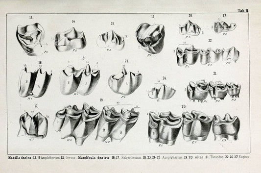 BeitrÃ¤ge zur Kenntniss der fossilen Pferde und zu einer vergleichenden Odontographie der Hufthiere im Allgemeinen.Basel :[s.n.],1863.. |  | Vintage Print Reproduction 460294