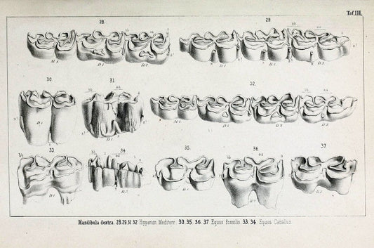 BeitrÃ¤ge zur Kenntniss der fossilen Pferde und zu einer vergleichenden Odontographie der Hufthiere im Allgemeinen.Basel :[s.n.],1863.. |  | Vintage Print Reproduction 460295