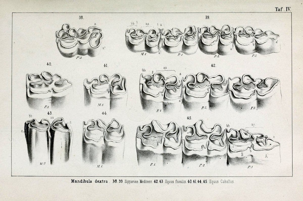 BeitrÃ¤ge zur Kenntniss der fossilen Pferde und zu einer vergleichenden Odontographie der Hufthiere im Allgemeinen.Basel :[s.n.],1863.. |  | Vintage Print Reproduction 460296