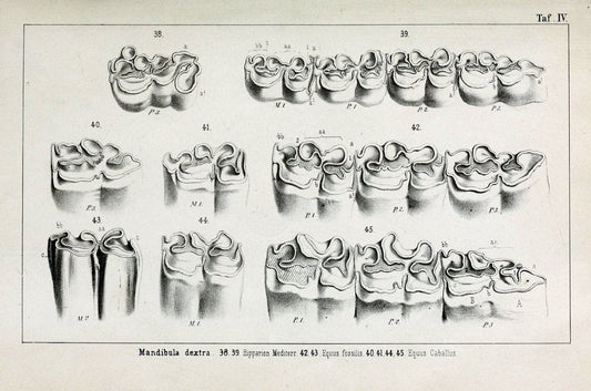 BeitrÃ¤ge zur Kenntniss der fossilen Pferde und zu einer vergleichenden Odontographie der Hufthiere im Allgemeinen.Basel :[s.n.],1863.. |  | Vintage Print Reproduction 460296