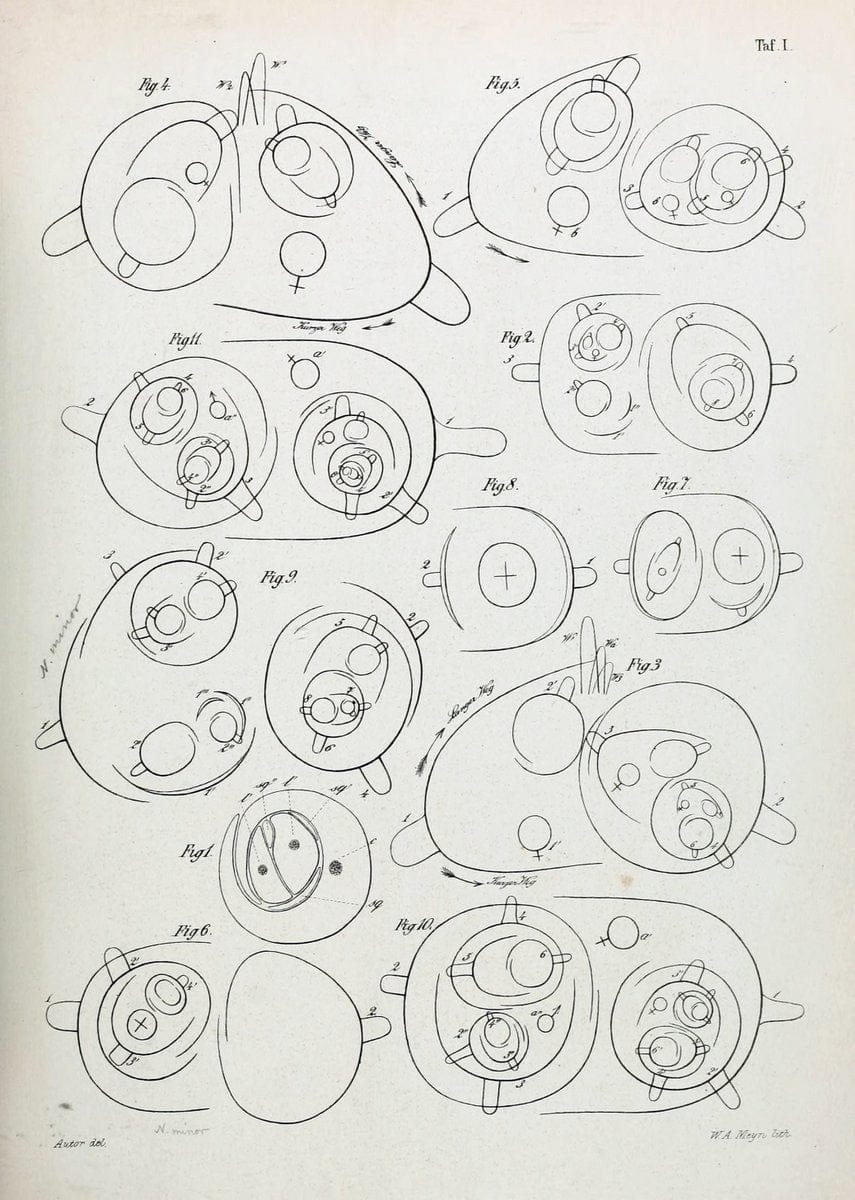 BeitrÃ¤ge zur Kenntniss der Gattung Najas L..Berlin,1870.. |  | Vintage Print Reproduction 460297