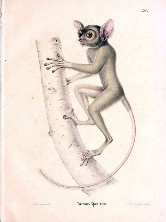 BeitrÃ¤ge zur nÃ¤heren Kenntniss der Gattung Tarsius..Berlin :G. Reimer,1846.. |  | Vintage Print Reproduction 460305