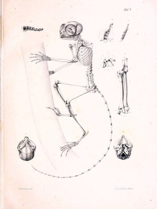 BeitrÃ¤ge zur nÃ¤heren Kenntniss der Gattung Tarsius..Berlin :G. Reimer,1846.. |  | Vintage Print Reproduction 460306