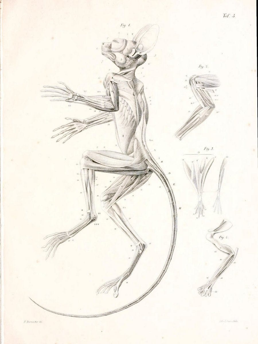 BeitrÃ¤ge zur nÃ¤heren Kenntniss der Gattung Tarsius..Berlin :G. Reimer,1846.. |  | Vintage Print Reproduction 460307