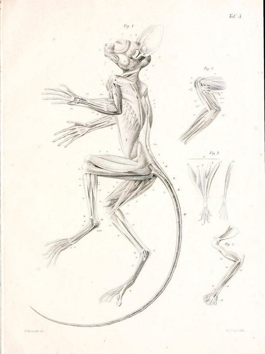 BeitrÃ¤ge zur nÃ¤heren Kenntniss der Gattung Tarsius..Berlin :G. Reimer,1846.. |  | Vintage Print Reproduction 460307