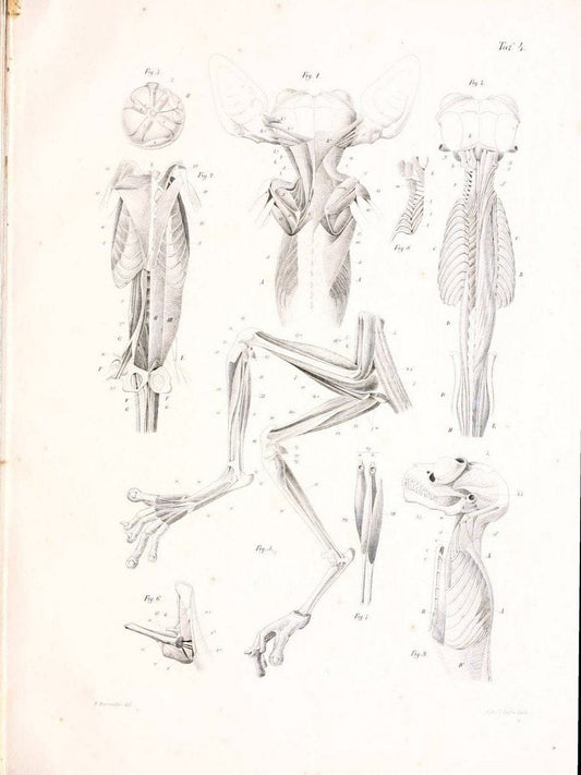BeitrÃ¤ge zur nÃ¤heren Kenntniss der Gattung Tarsius..Berlin :G. Reimer,1846.. |  | Vintage Print Reproduction 460308