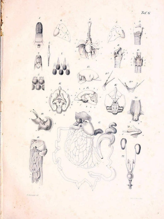 BeitrÃ¤ge zur nÃ¤heren Kenntniss der Gattung Tarsius..Berlin :G. Reimer,1846.. |  | Vintage Print Reproduction 460310